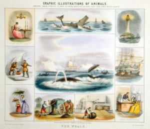 The Whale