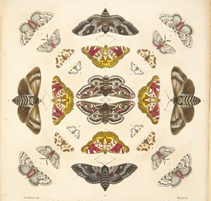 Detail from Plate IV, from A Rare Depiction of Butterflies and Moths, pub. 1764 by Benjamin Wilkes