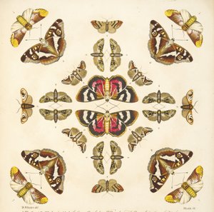 Detail from Plate VI, from A Rare Depiction of Butterflies and Moths, pub. 1764 by Benjamin Wilkes