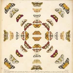 Detail from Plate XI, from A Rare Depiction of Butterflies and Moths, pub. 1764 by Benjamin Wilkes