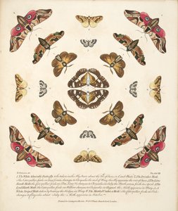 Plate VIII, from A Rare Depiction of Butterflies and Moths, pub. 1764 by Benjamin Wilkes