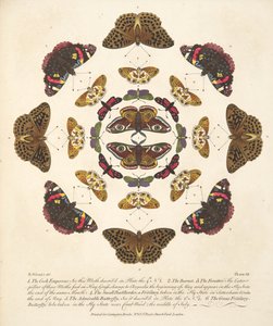 Plate VII, from A Rare Depiction of Butterflies and Moths, pub. 1764 by Benjamin Wilkes