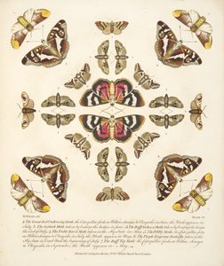 Plate VI, from A Rare Depiction of Butterflies and Moths, pub. 1764 by Benjamin Wilkes