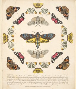 Plate XII, from 