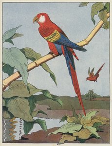 Scarlet Macaw