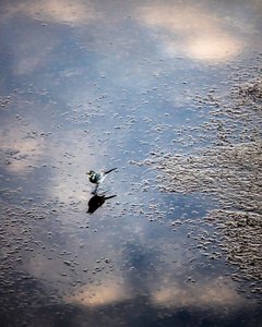 Bird on the Garonne River in Toulouse, Haute-Garonne