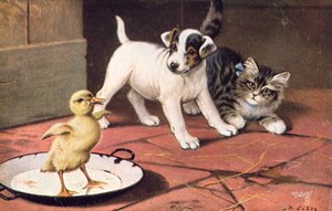 Cat postcard