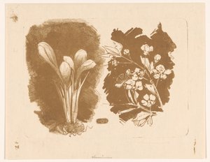 Crocuses and a Branch with Blossom