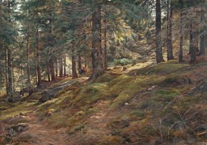 Light in the Woods