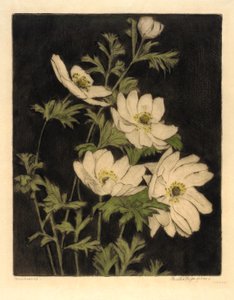 Anemones