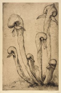 Darlingtonia by Bertha E. Jaques
