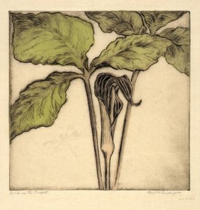 Jack in the Pulpit