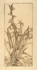 Yucca by Bertha E. Jaques