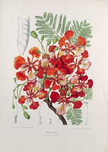 Poinciana Regia, illustration from Fleurs, Fruits et Feuillages Choises de la Flore et de la Pomone de l