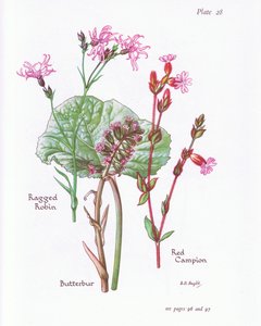 Butterbur, Ragged Robin, Red Campion by Bessie D. Inglis