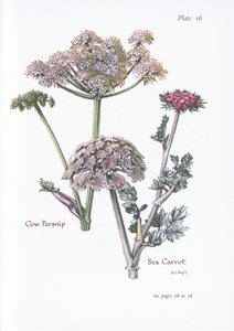 Cow Parsnip, Sea Carrot by Bessie D. Inglis