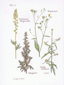 Cut-Leaved Mignonette, Mugwort, Nipplewort, Hedge Mustard by Bessie D. Inglis