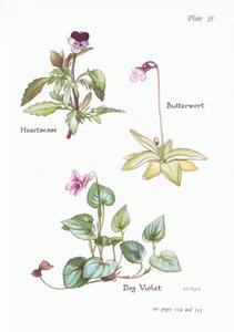 Heartsease, Dog Violet, Butterwort
