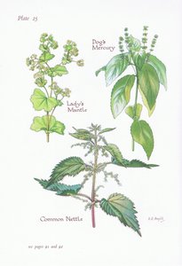 Ladys Mantle, Dogs Mercury, Common Nettle by Bessie D. Inglis