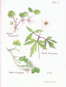 Marsh Pennywort, Wood Anemone, Water Crowfoot by Bessie D. Inglis