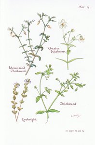 Mouse-Eared Chickweed, Greater Stitchwort, Chickweed, Eyebright by Bessie D. Inglis