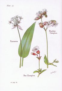 Ramsons, Bladder Campion, Sea Campion by Bessie D. Inglis