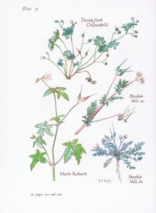 Storks Bill, Doves Foot, Cranesbill, Herb Robert by Bessie D. Inglis