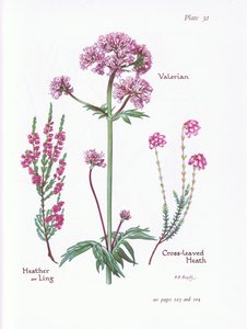 Valerian, Heather or Ling, Cross Leaved Heath by Bessie D. Inglis