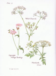 Wild Chevril, Hemlock, Upright Hedge Parsley by Bessie D. Inglis