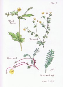 Wood Avens, Tormentil, Silverweed by Bessie D. Inglis
