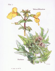 Yellow Mimulus, Henbane by Bessie D. Inglis