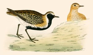Golden Plover by Beverley R. Morris