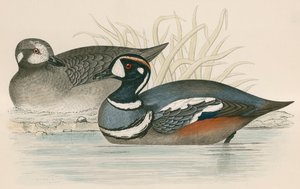 Harlequin Duck