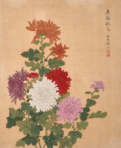 Chrysanthemum from Album of Flowers