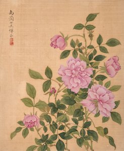 Rose from Album of Flowers by Bing Yun