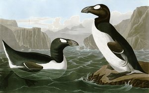 Great Auk