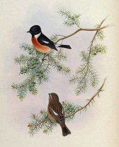 Saxicola maurus indicus, on Juniperus formosana. From The Birds of Asia (John Gould), Volume 4