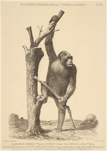 Gorilla by Bisson Frères