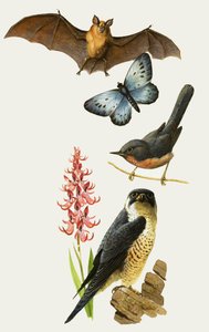 British Wildlife Under Threat of Extinction