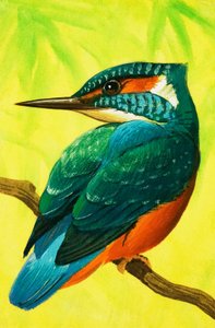 Kingfisher