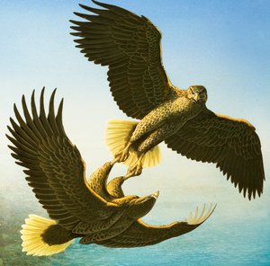 Sea Eagles