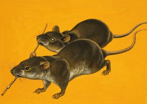 Two Blind Mice