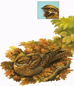 Unidentified Bird