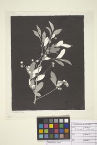 Huckleberry by Bolton Coit Brown