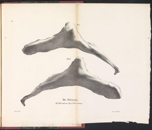 Hip Bone of the Whale, 1827 (title on object: Os Pelviens)