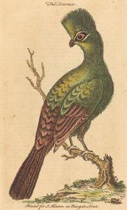 The Touraco Bird by British 18th Century