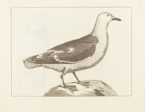 Water Fowl by British 19th Century