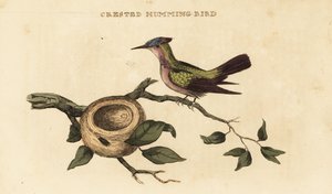 Antillean crested hummingbird, Orthorhyncus cristatus
