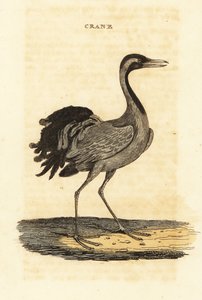 Demoiselle Crane by British School