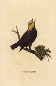 Golden-headed manakin, Ceratopipra erythrocephala